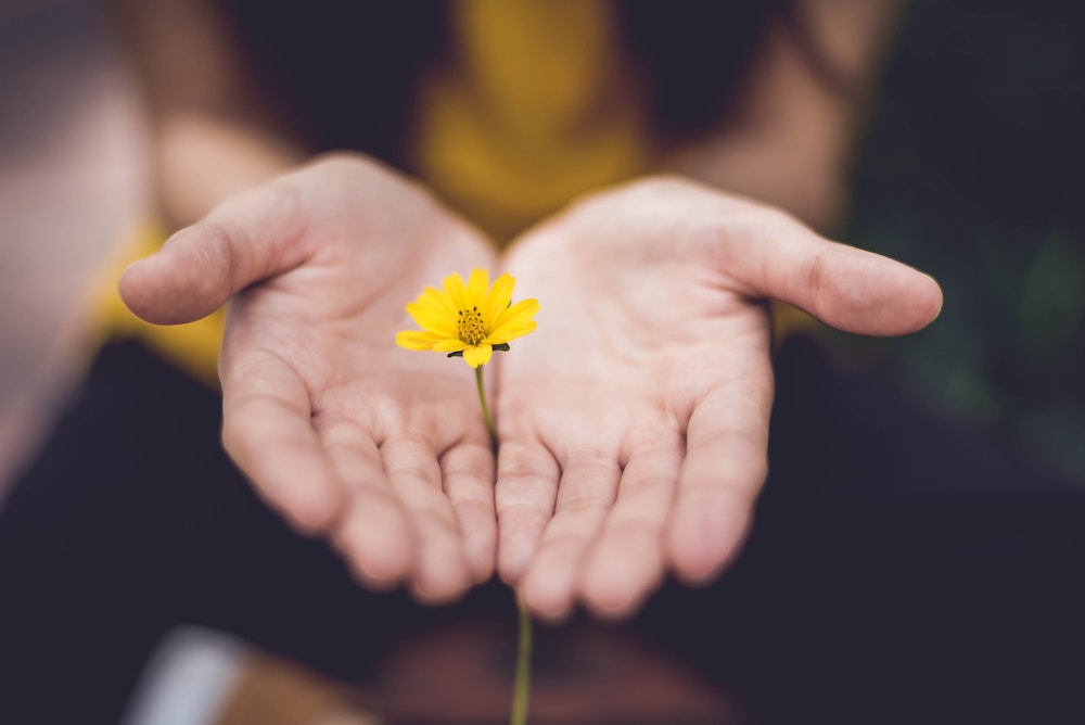 A dandelion pops up between two open hands, symbolizing generosity and how to give to those around us.