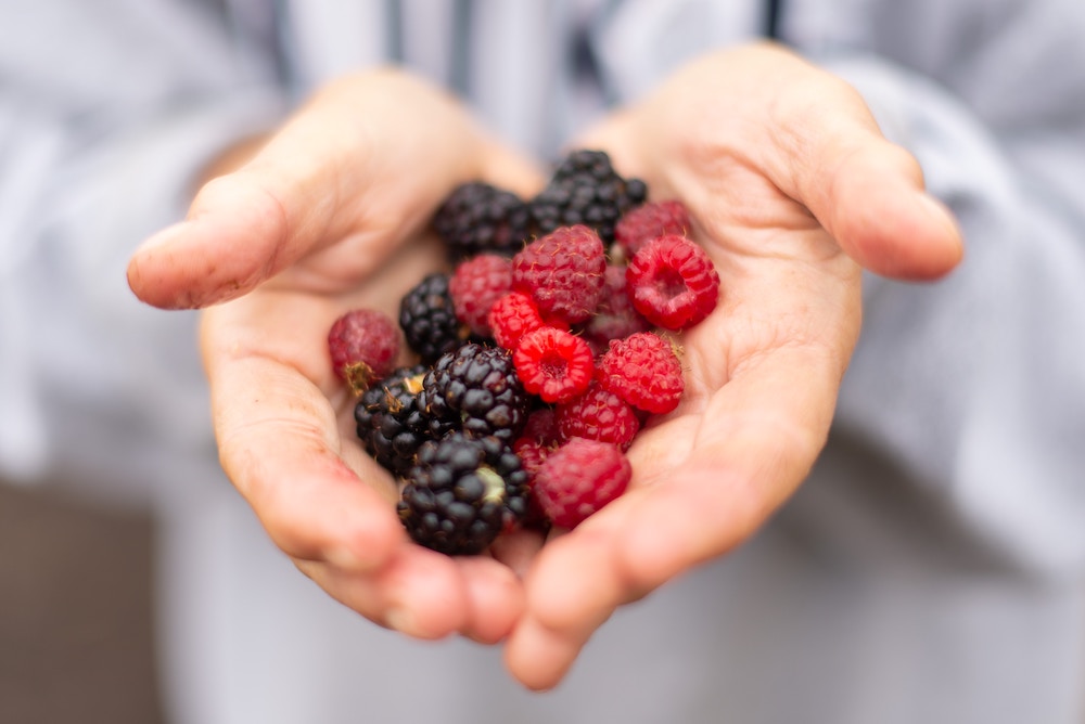 A handful of berries, like blackberries and raspberries, held in the palms of a woman eating them to benefit from their antioxidants and help reduce risk of developing breast cancer.