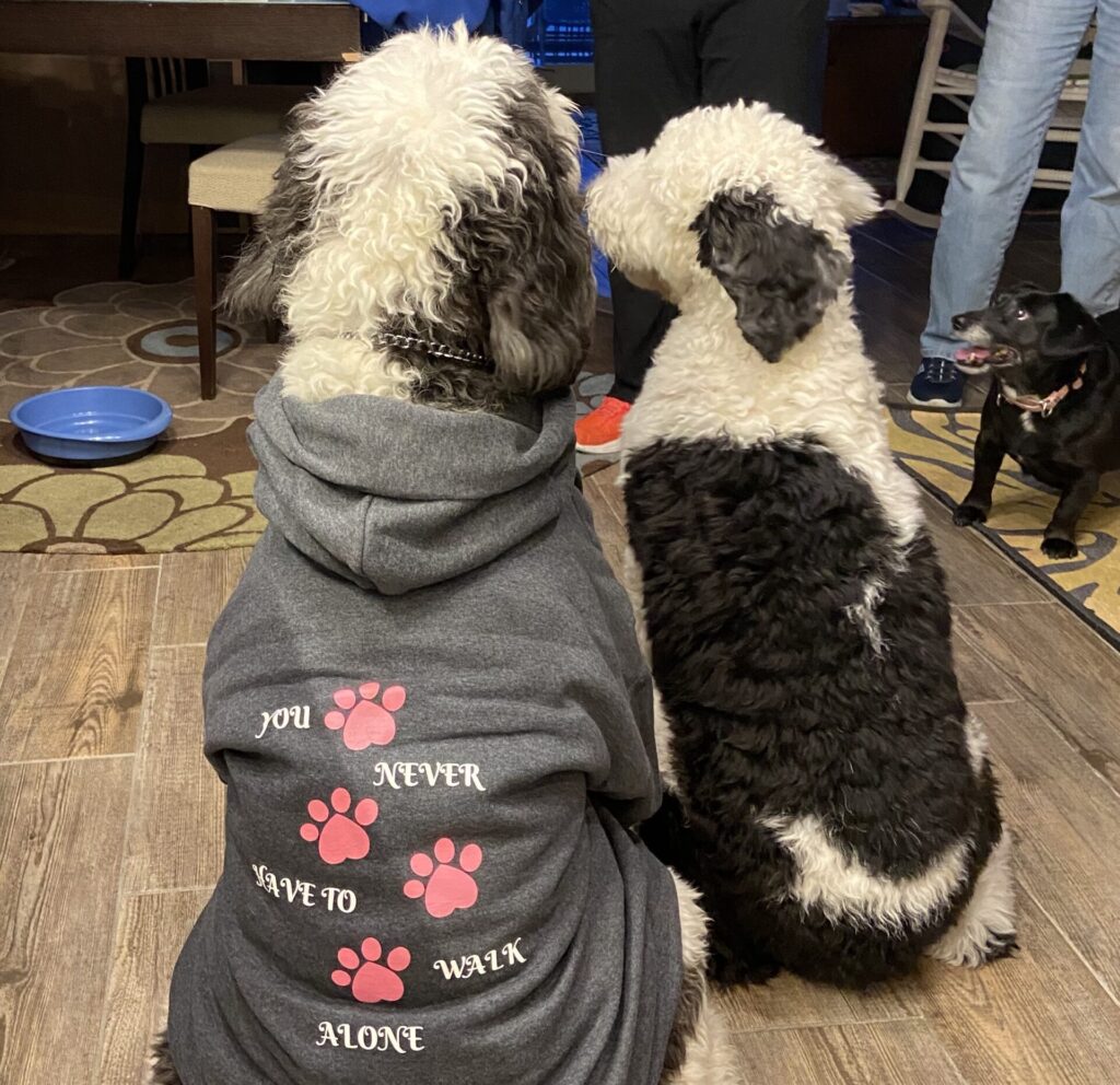 image of 2 dogs wearing P4P dog shirts - The Pink Paws Project